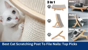 Best Cat Scratching Post To File Nails Top Picks
