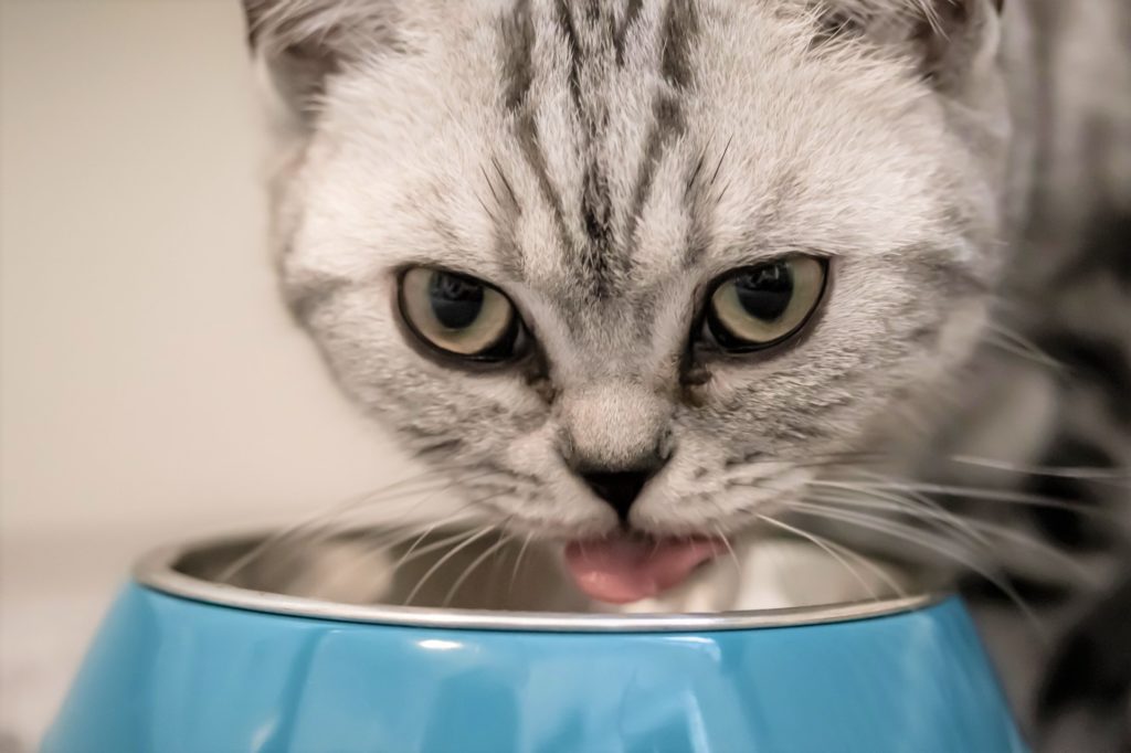 Best Freeze-Dried Cat Food Review And Buying Guide