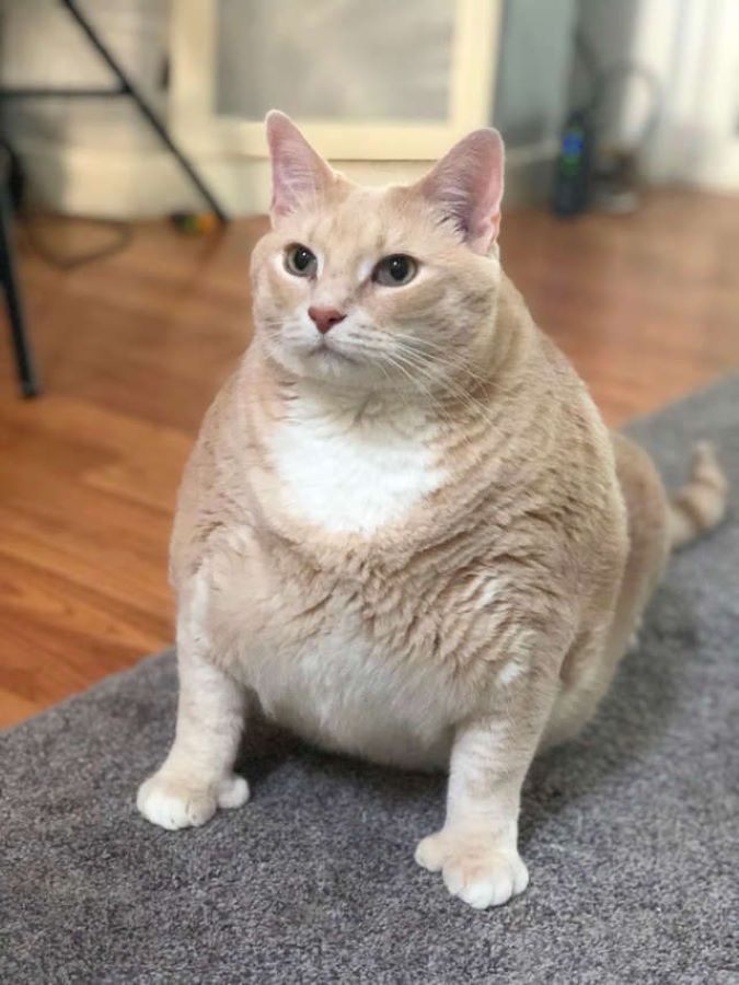 Overweight-Cat-low-Calories-Food
