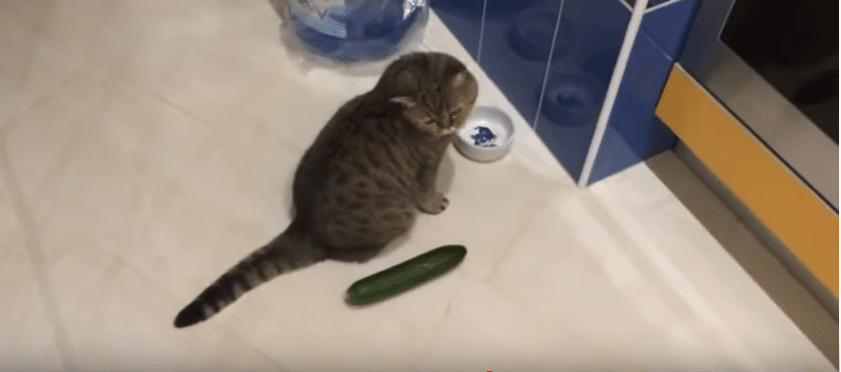 Can-Cats-Eat-Cucumber