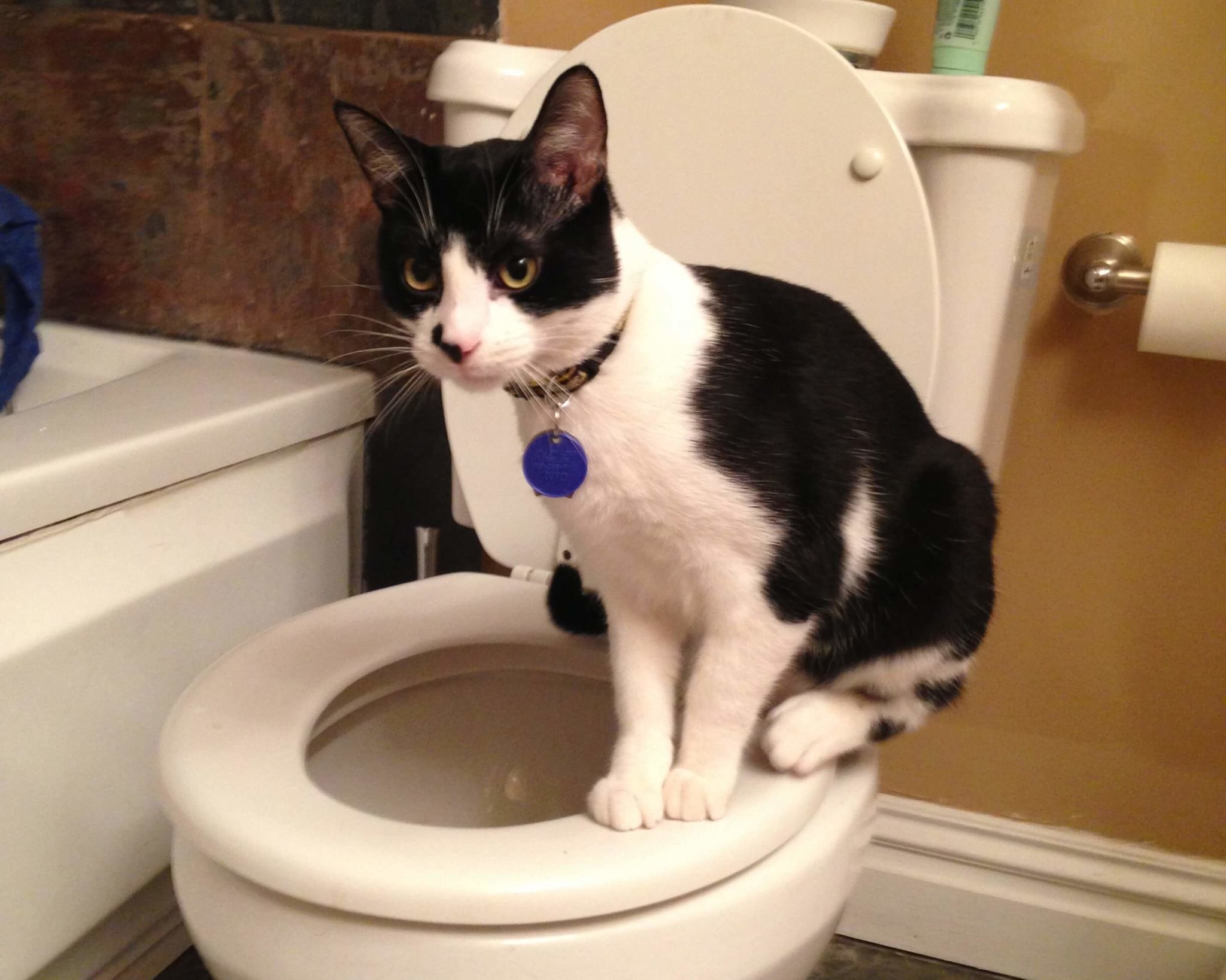 how-do-you-toilet-train-a-cat-benefits-negatives-guidelines