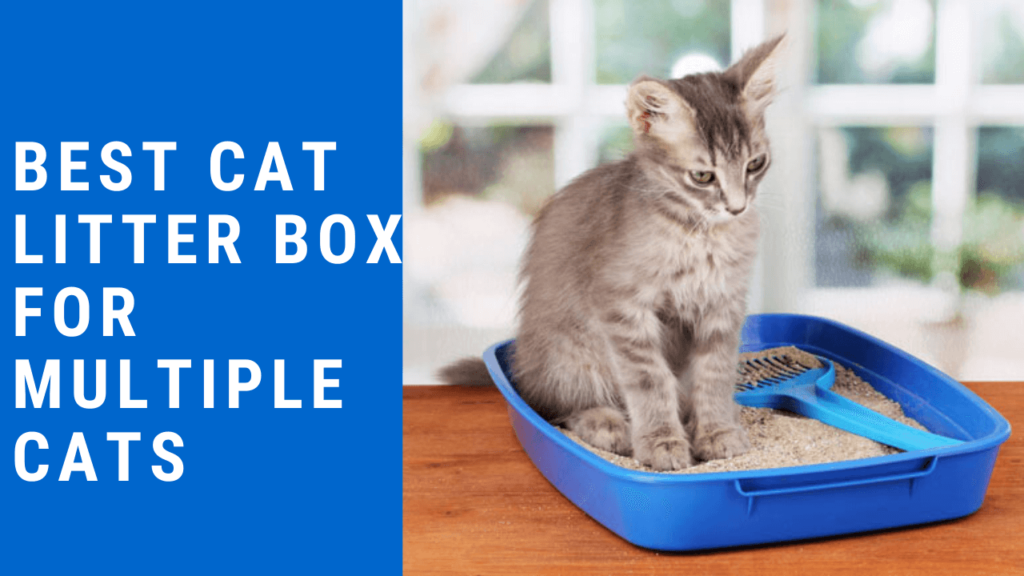 Best Cat Litter Box For Multiple Cats
