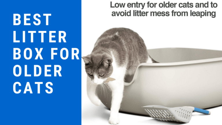 Best Litter Box For Older Cats 2020 How To Choose It?