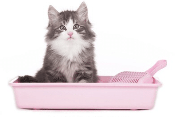 How-do-cats know how-to-use-the-litter-box?