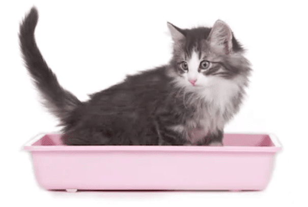 How-do-cats know how-to-use-the-litter-box? 