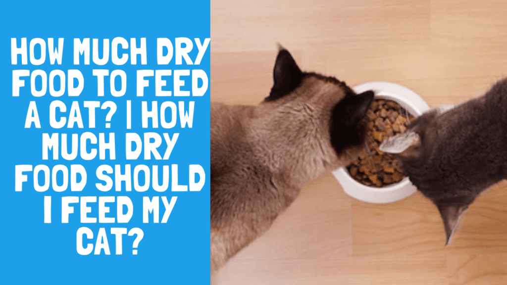 How Much Dry Food To Feed A Cat Step by Step Ultimate Guide