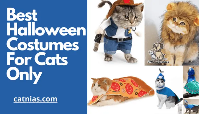 Best Halloween Costumes For Cats Only