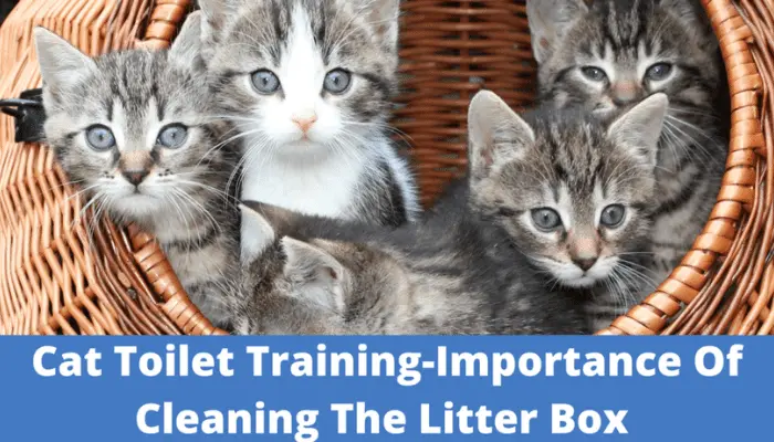 Cat-Toilet-Training-Importance-Of-Cleaning-The-Litter-Box