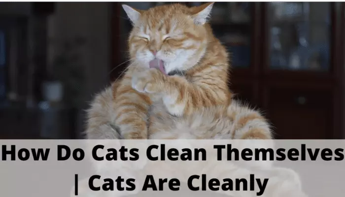 How Do Cats Clean Themselves? Cats Are Cleanly-This Can Help Stop Litter Box Problems